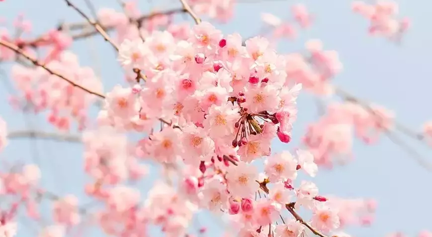 Cemre havaya düştü: Bahar yaklaşıyor! – Birlik Haber Ajansı ANKARA-BHA Bakan Göktaş: Ramazan öncesi ihtiyaç sahibi ailelere 1,4 milyar