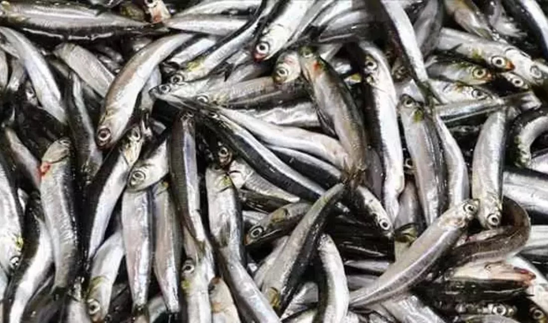 Kar düştü: Hamsi balıkçıların yüzünü güldürdü – Birlik Haber Ajansı ANKARA-BHA Karadeniz’in kıyısında yer alan Kırklareli’nin Demirköy ilçesi, bu yıl