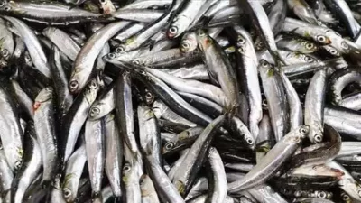 ANKARA-BHA Karadeniz’in kıyısında yer alan Kırklareli’nin Demirköy ilçesi, bu yıl