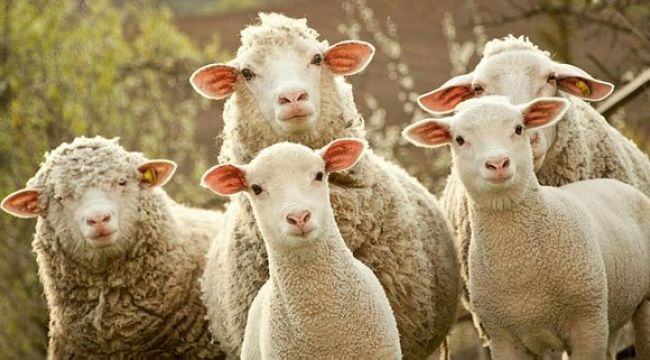 Tarım ve Orman Bakanı İbrahim Yumaklı, 3 milyar 888 milyon