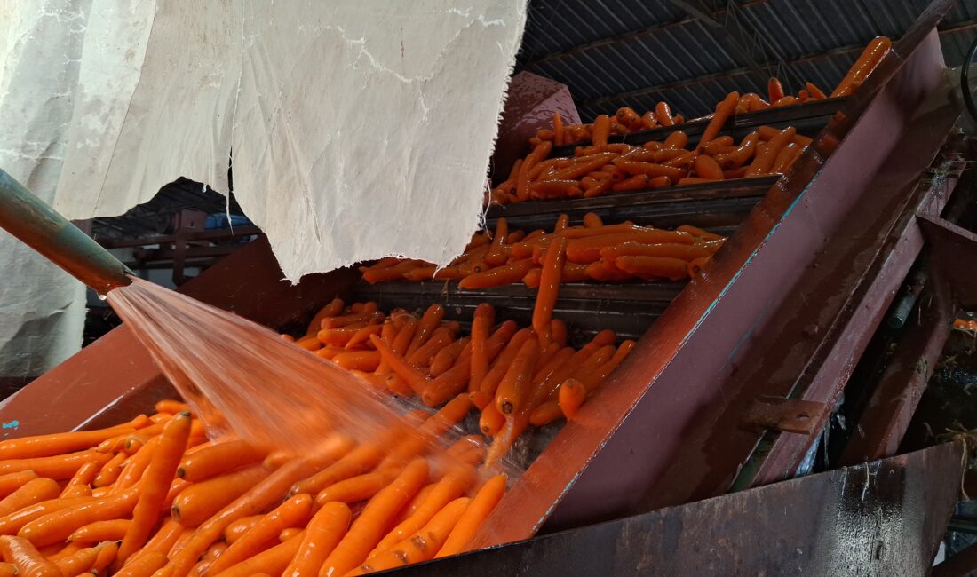 Türkiye’nin önemli ölçüde sebze üretiminin yapıldığı Beypazarı’nda, Türkiye havuç üretiminin