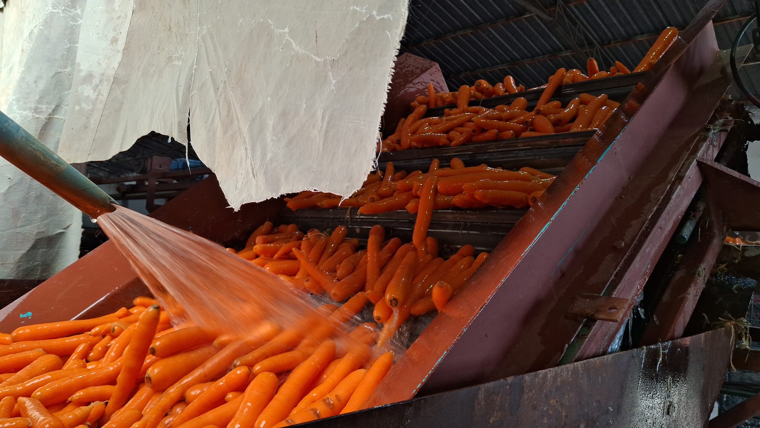 Türkiye’nin önemli ölçüde sebze üretiminin yapıldığı Beypazarı’nda, Türkiye havuç üretiminin