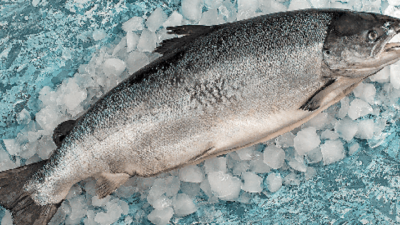 Somon ihracatı : Doğu Karadeniz İhracatçılar Birliği Su Ürünleri Sektör