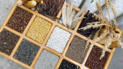 Atalık tohumları korumak, gelecek kuşaklara aktarmak ve yaygınlaştırmak amacıyla Mersin