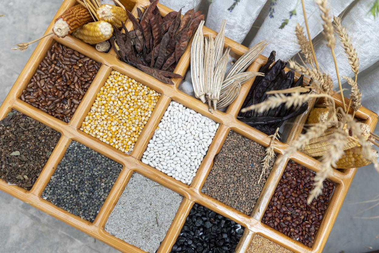 Atalık tohumları korumak, gelecek kuşaklara aktarmak ve yaygınlaştırmak amacıyla Mersin