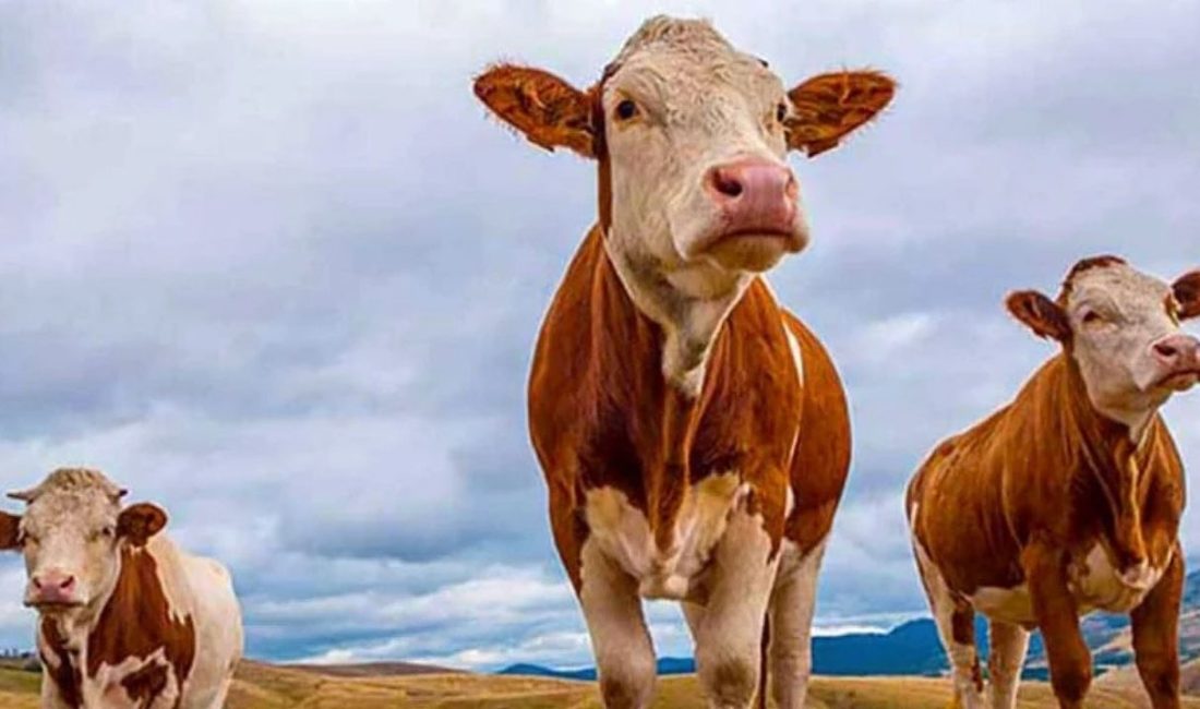 Kurban Bayramı yaklaşırken, Türkiye’nin önemli hayvancılık merkezlerinden Doğu Anadolu Bölgesi’nden