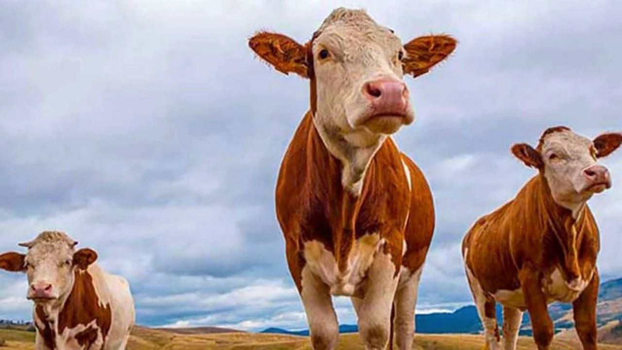 Kurban Bayramı yaklaşırken, Türkiye’nin önemli hayvancılık merkezlerinden Doğu Anadolu Bölgesi’nden