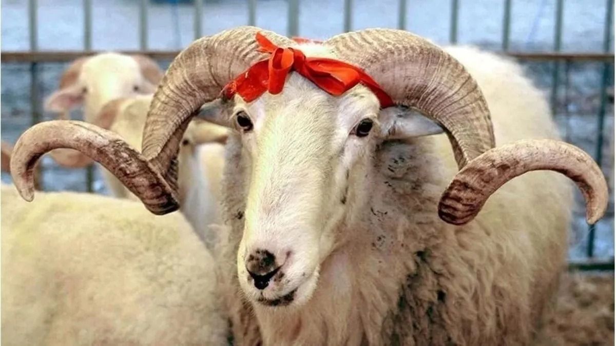 Yaklaşan Kurban Bayramı dolayısıyla kamu çalışanlarını ilgilendiren önemli bir açıklama,