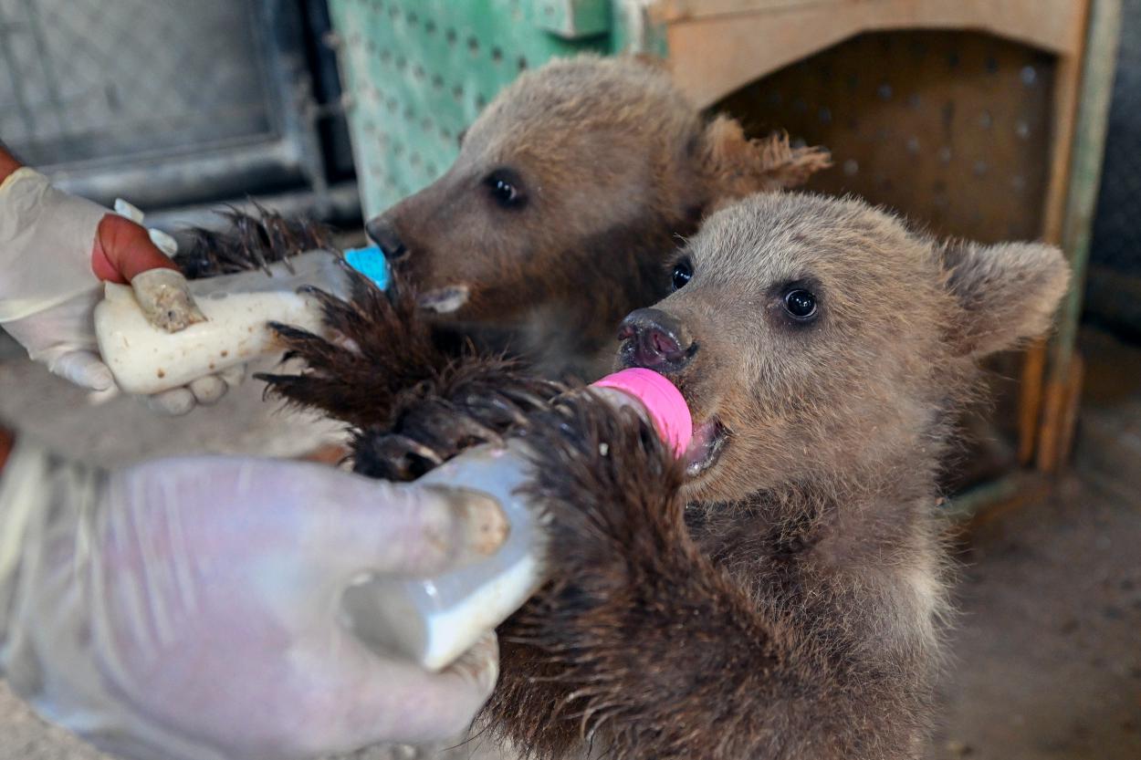 Farklı türdeki birçok hayvana ev sahipliği yapan Tarsus Doğa Parkı,