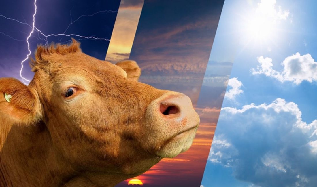 Kurban Bayramı’nda hava durumu nasıl olacak? Kurban Bayramı’nda ülke genelinde hava sıcaklığı yükselmeye başlıyor.