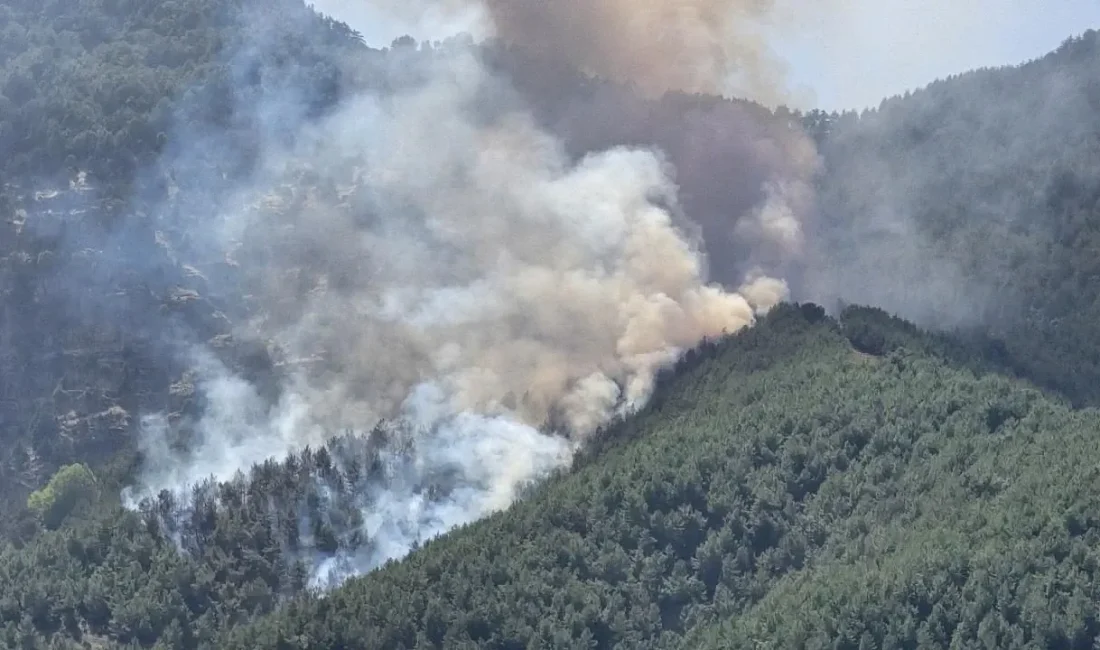 Türkiye’nin farklı illerinde çıkan orman yangınlarına karşı mücadele sürüyor.