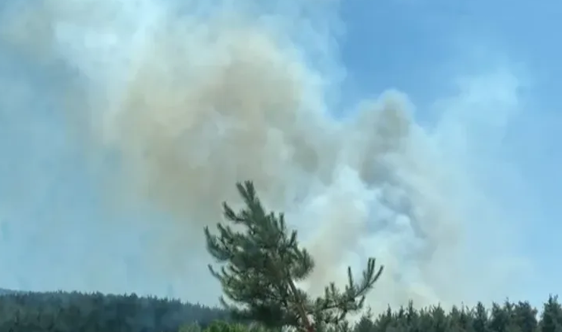 Mersin’in Bozyazı ilçesine bağlı Kozaağacı Yaylası Kabaağaç mevkisinde çıkan orman