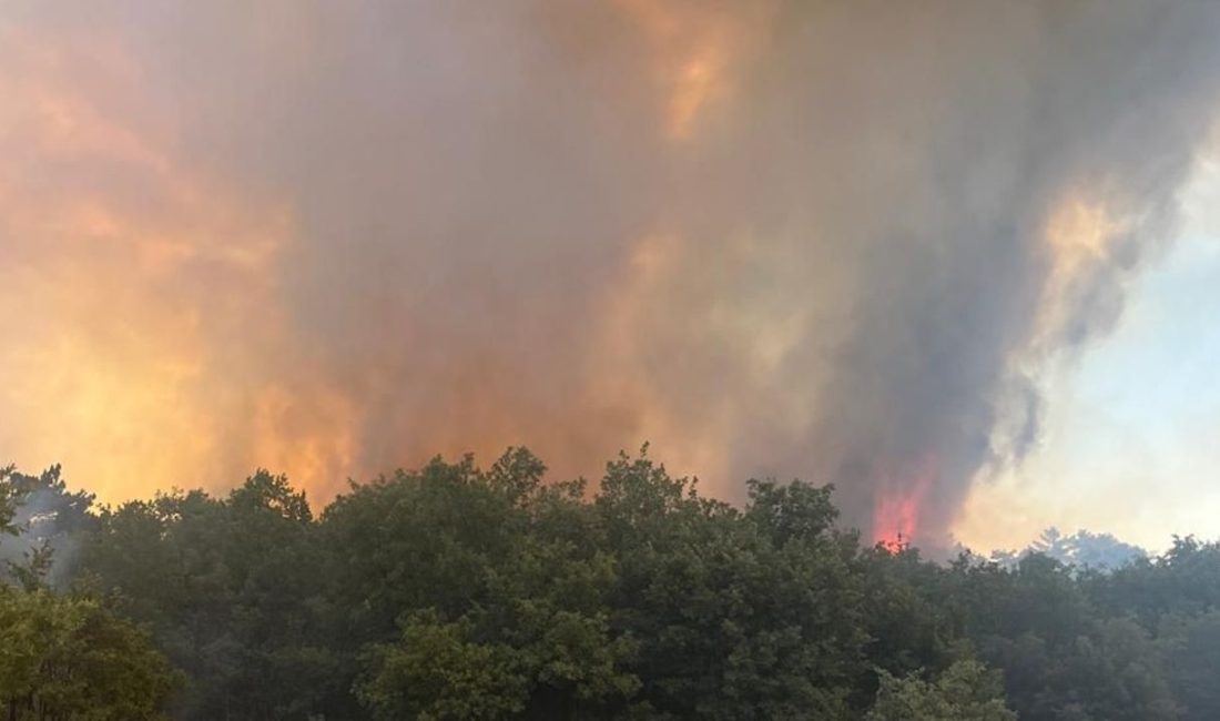 Bakan Yumaklı, Osmaneli ilçesindeki yangınla ilgili olarak yapılan çalışmaları şu