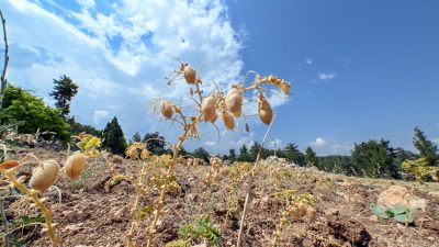 Mersin Büyükşehir Belediyesi Tarımsal Hizmetler Dairesi Başkanlığı, ata tohumlarının korunması