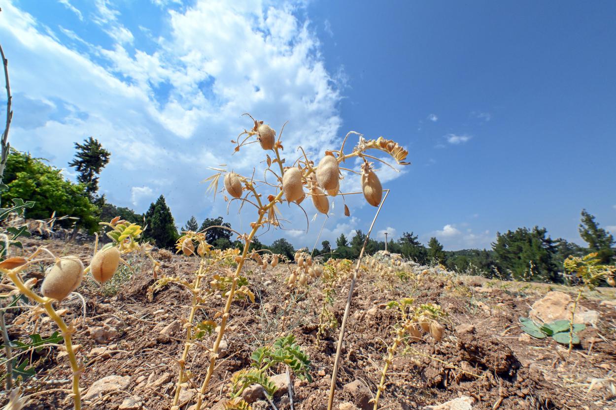 Mersin Büyükşehir Belediyesi Tarımsal Hizmetler Dairesi Başkanlığı, ata tohumlarının korunması