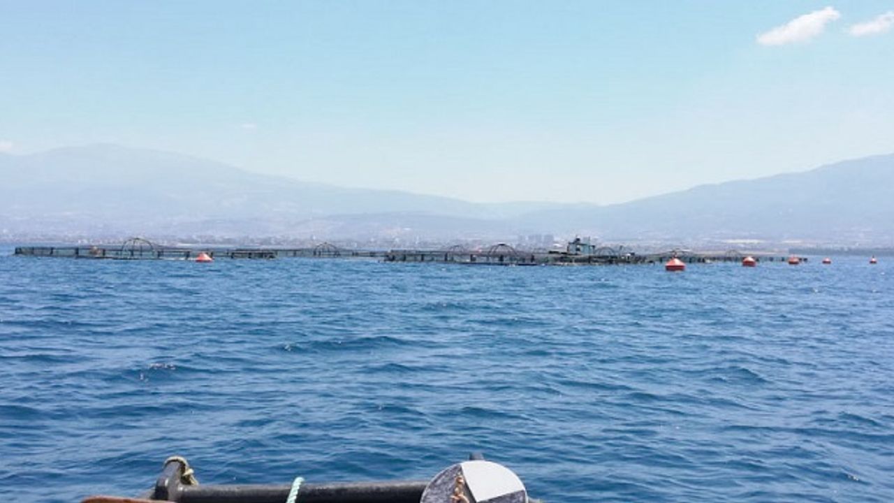 Hatay’ın Arsuz ilçesi açıklarında yer alan kafes balıkçılığı tesisinde yetiştirilen