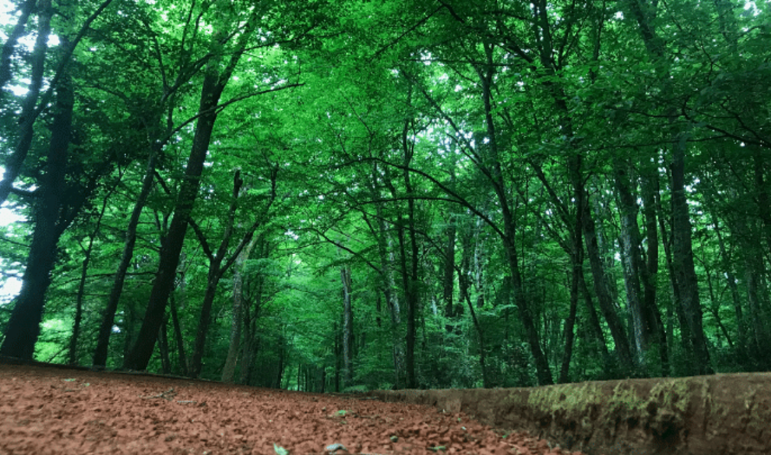 Tarım ve Orman Bakanlığı’na bağlı Orman Genel Müdürlüğü’nün (OGM) 2025