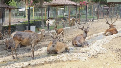 Mersin Büyükşehir Belediyesi Veteriner İşleri Dairesi Başkanlığı’na bağlı Tarsus Doğa