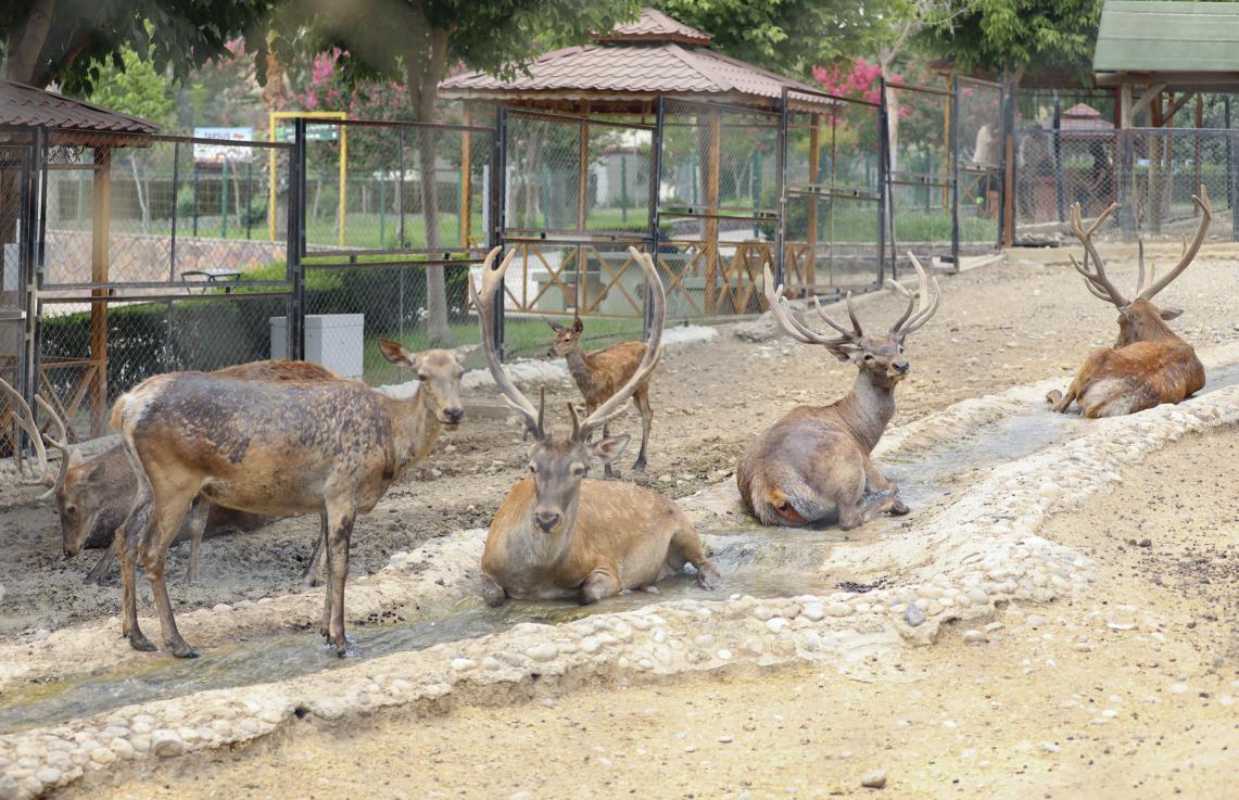 Mersin Büyükşehir Belediyesi Veteriner İşleri Dairesi Başkanlığı’na bağlı Tarsus Doğa