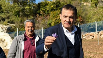 Yenişehir’de safran üreticisi sayısı 22’ye yükseliyor