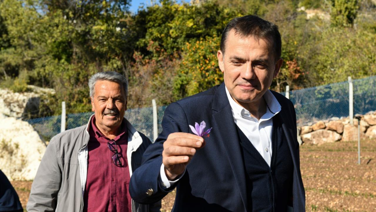 Yenişehir’de safran üreticisi sayısı 22’ye yükseliyor