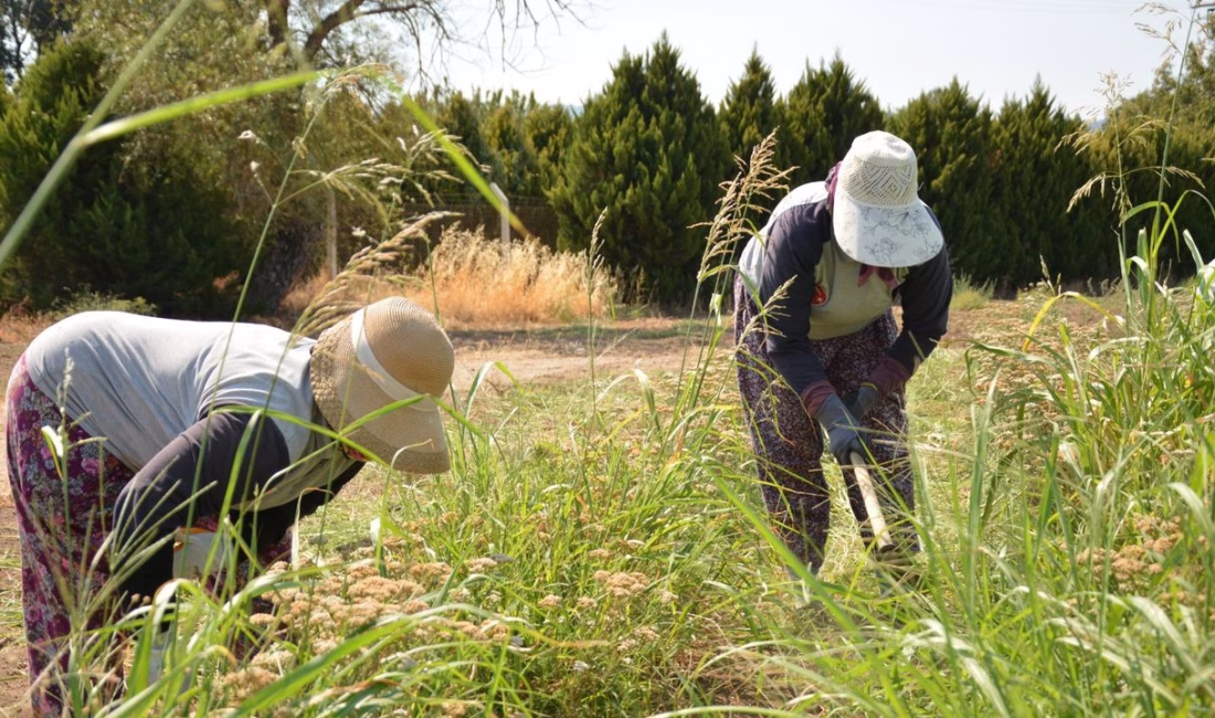 Çiftçilere 476 milyon liralık destekleme ödemesi bugün yapılacak Tarım ve Orman Bakanı İbrahim Yumaklı, yaklaşık 476 milyon 737