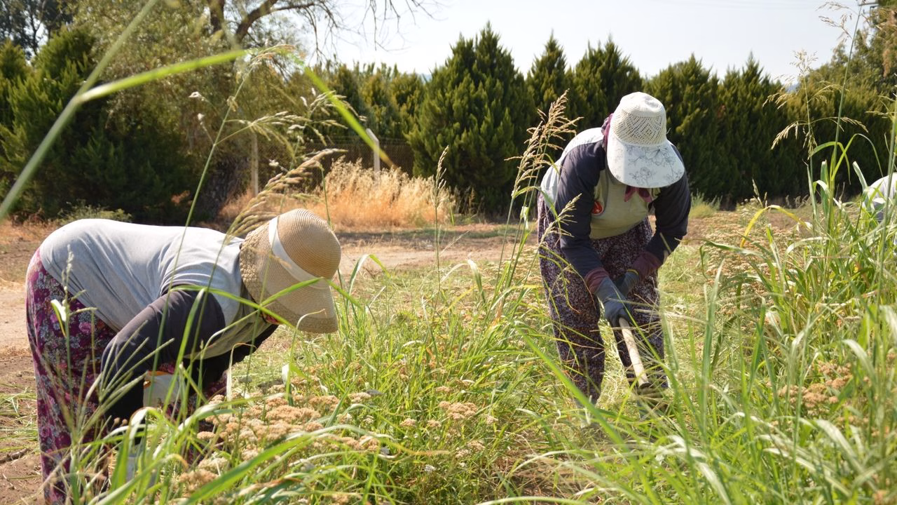 Tarım ve Orman Bakanı İbrahim Yumaklı, yaklaşık 476 milyon 737