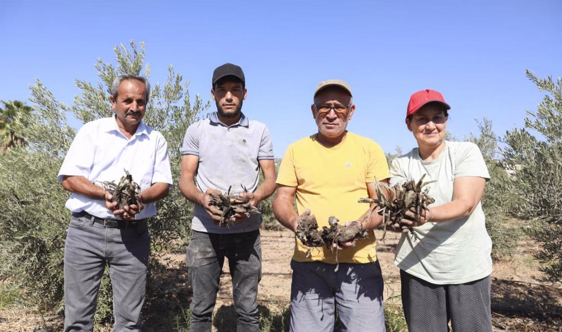 Mersin Büyükşehir Belediyesi, tarıma ve üreticiye yönelik desteklerine hız kesmeden