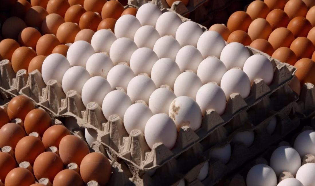 Tavuk eti üretimi artışta, yumurtada gerileme sürüyor Tavuk eti üretimi artışta, yumurtada gerileme sürüyor