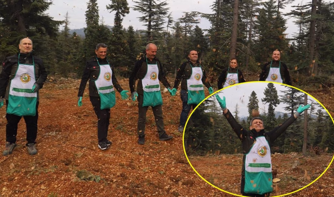 Mersin Orman Bölge Müdürlüğü’nün yürüttüğü çalışmayla Toros sedirlerinin geleceği için