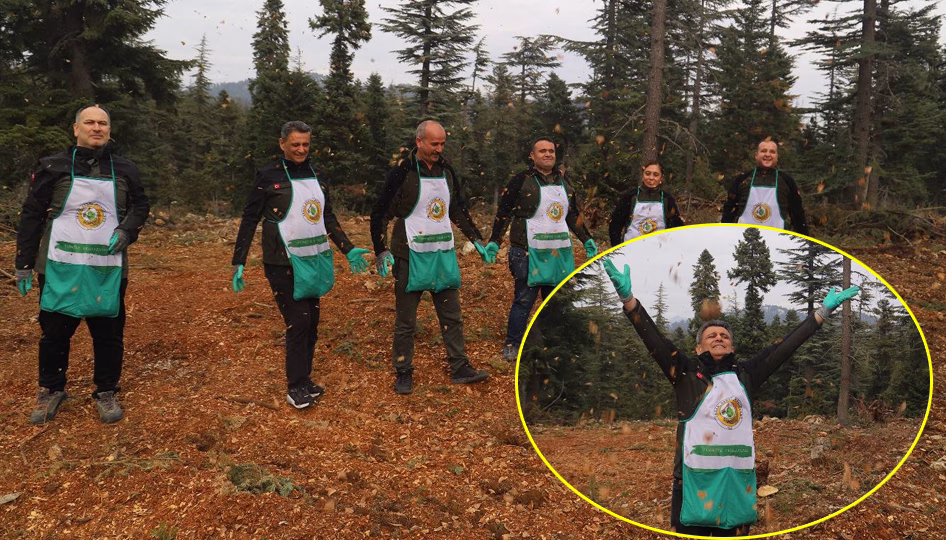 Mersin Orman Bölge Müdürlüğü’nün yürüttüğü çalışmayla Toros sedirlerinin geleceği için