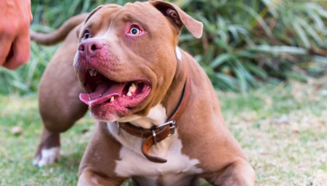 ANKARA-BHA Sanık hakkında “bilinçli taksirle birden fazla kişinin yaralanmasına neden