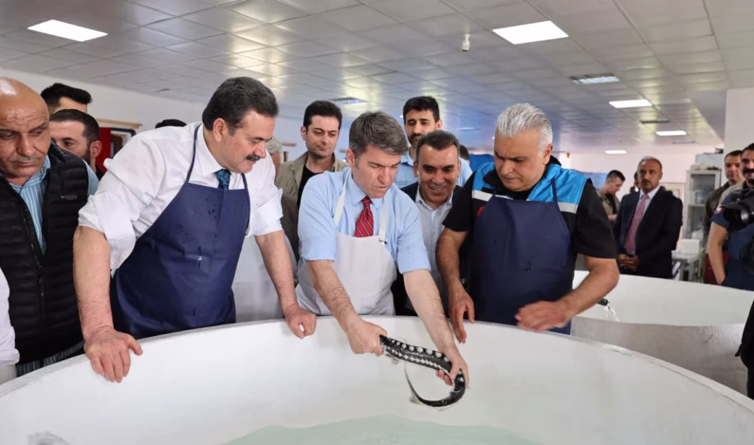 Amasya’daki Yedikır Su Ürünleri Üretim ve Araştırma İstasyonu’nda yetiştirilen mersin