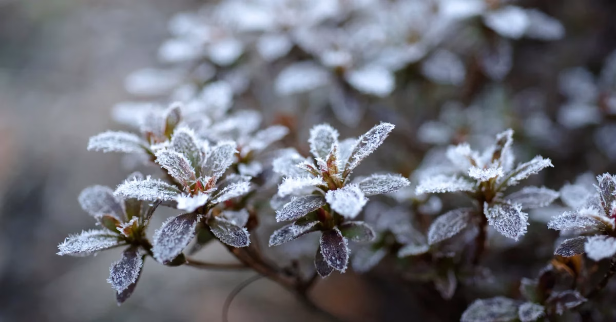 ANKARA-BHA Yapılan son değerlendirmelere göre, hava sıcaklıklarındaki düşüşle birlikte özellikle